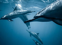 华体会首选平台：从体验到信任，一站式体育娱乐平台的全新定义